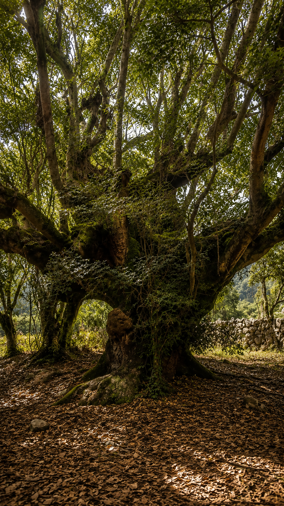 Árbol ancestral de pisonay en los jardines